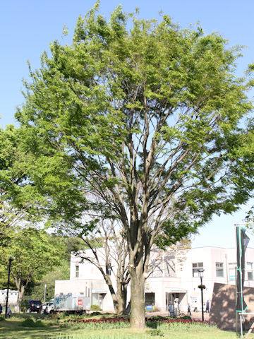 Zelkova serrata