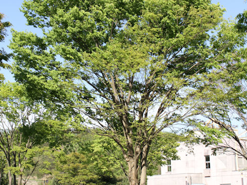 Zelkova serrata