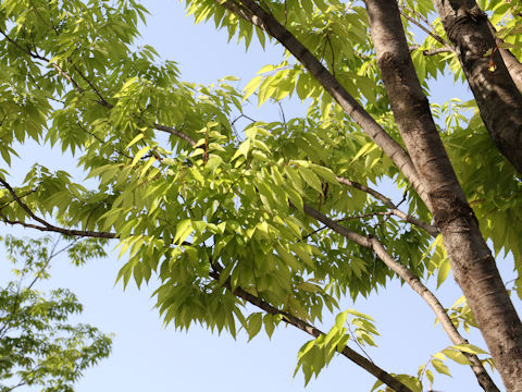 Zelkova serrata