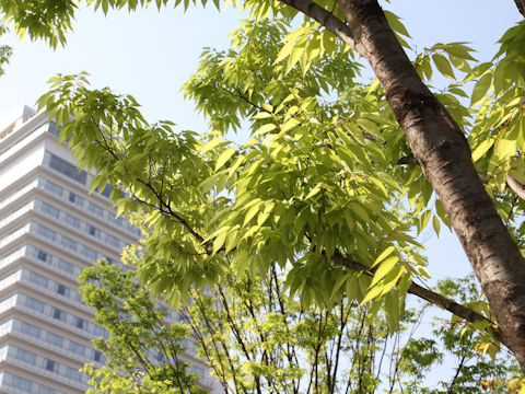 Zelkova serrata