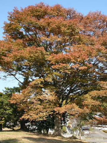 Zelkova serrata