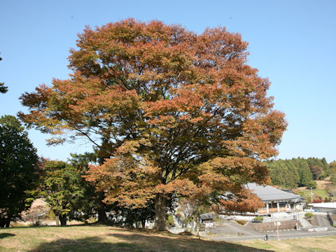 Zelkova serrata