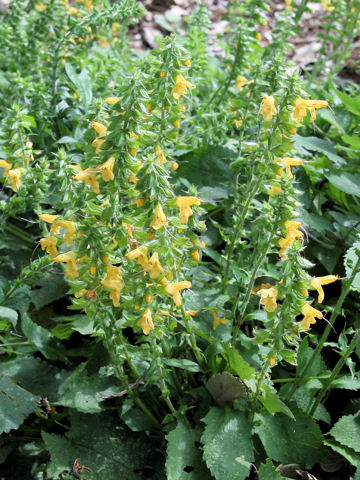 Salvia nipponica