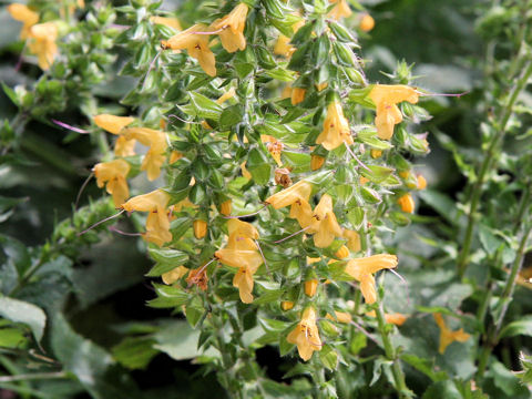 Salvia nipponica