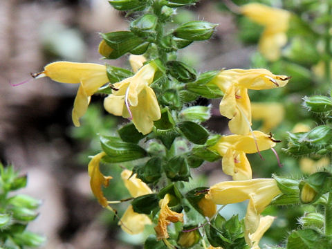 Salvia nipponica