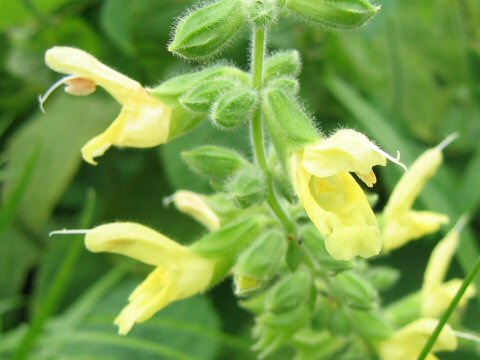 Salvia nipponica