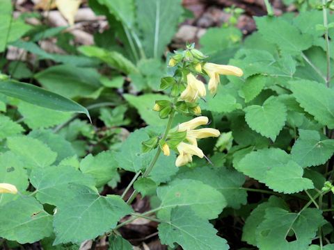 Salvia nipponica