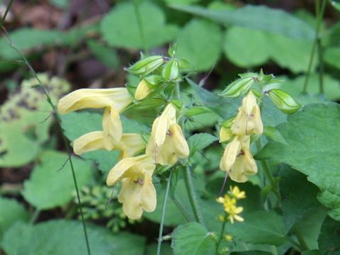 Salvia nipponica