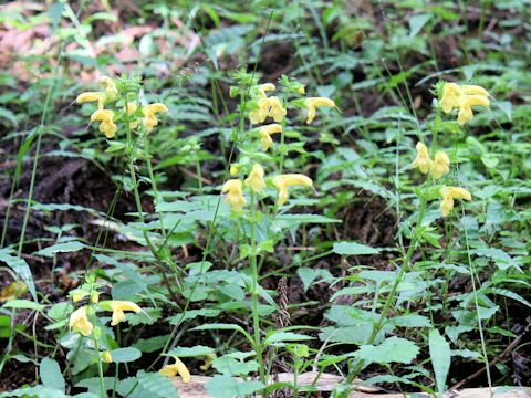 Salvia nipponica