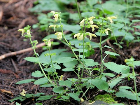 Salvia nipponica