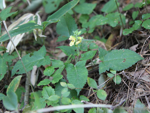 Salvia nipponica