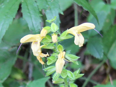 Salvia nipponica