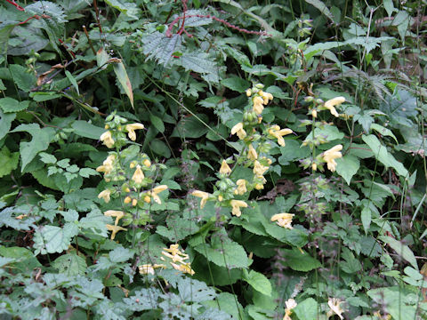 Salvia nipponica