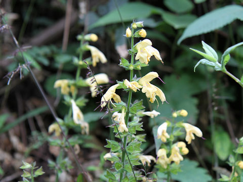 Salvia nipponica