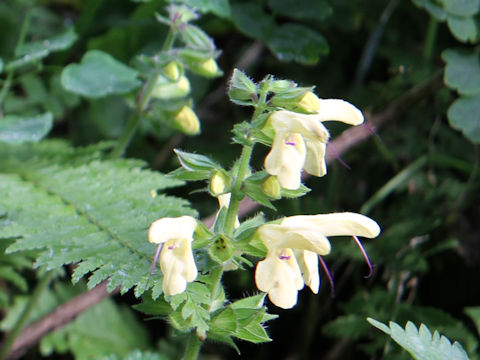 Salvia nipponica