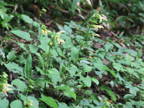 Salvia nipponica