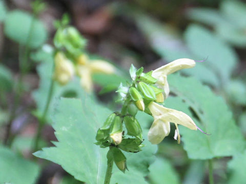 Salvia nipponica