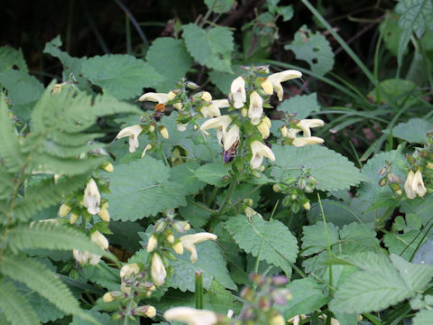 Salvia nipponica