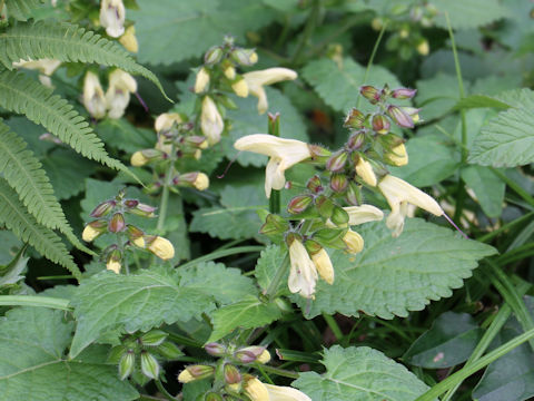 Salvia nipponica