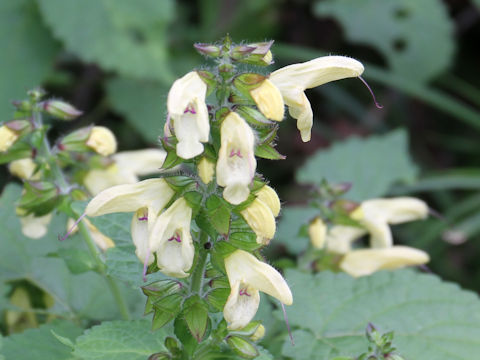 Salvia nipponica