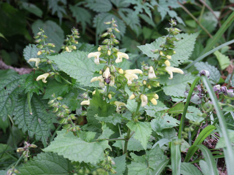 Salvia nipponica