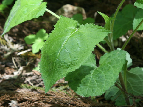 Salvia nipponica