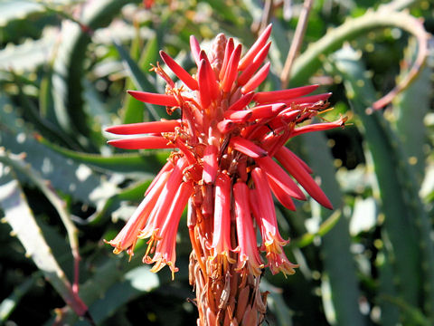 Aloe arborescens