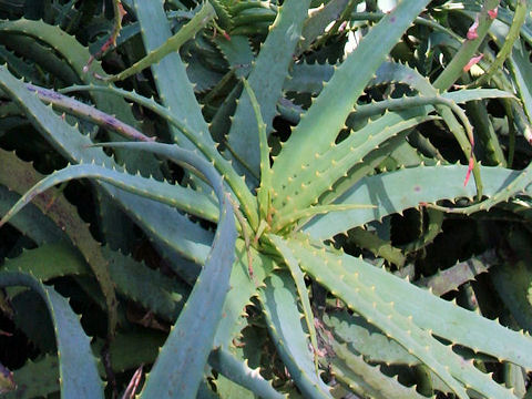 Aloe arborescens