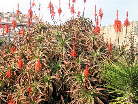 Aloe arborescens