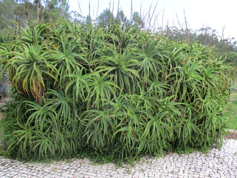 Aloe arborescens