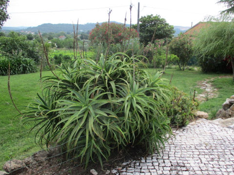 Aloe arborescens