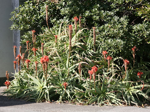 Aloe arborescens