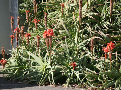 Aloe arborescens