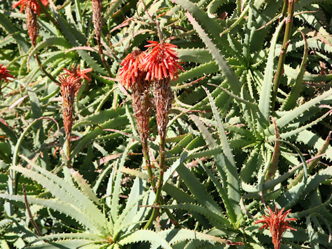 Aloe arborescens