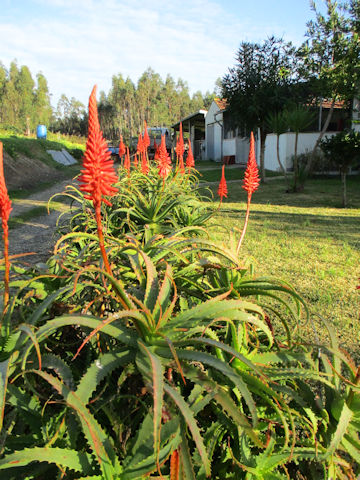 Aloe arborescens