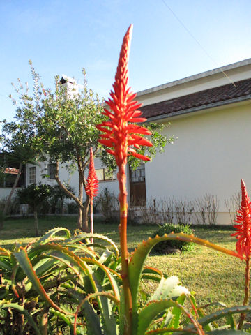 Aloe arborescens