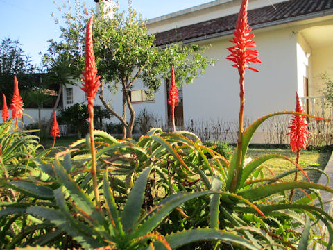 Aloe arborescens