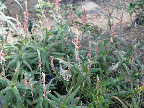 Aloe arborescens