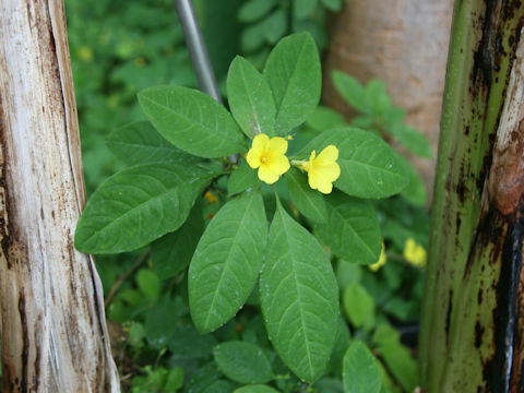 Reinwardtia indica