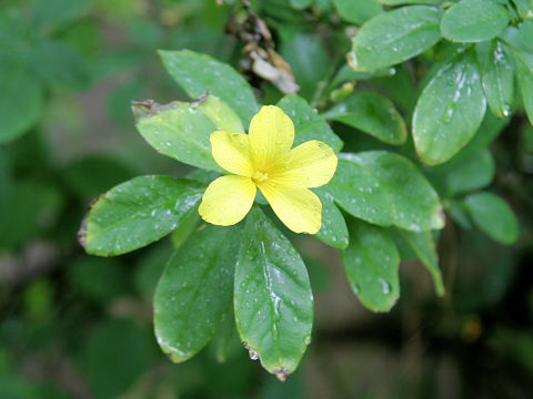 Reinwardtia indica