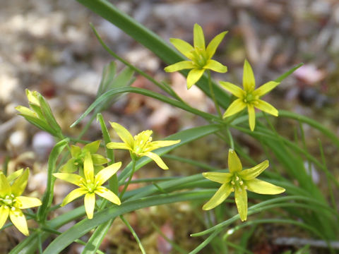 Gagea lutea