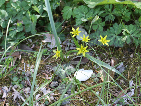 Gagea lutea