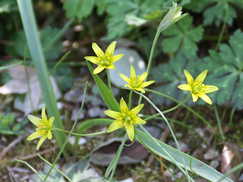 Gagea lutea