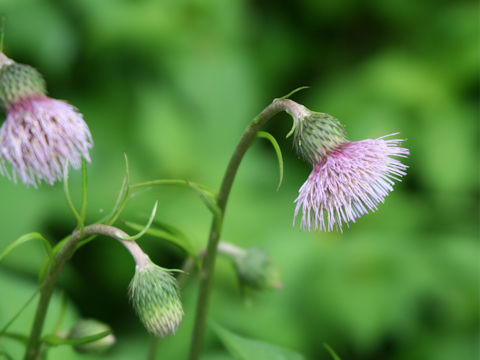 Cirsium sieboldii