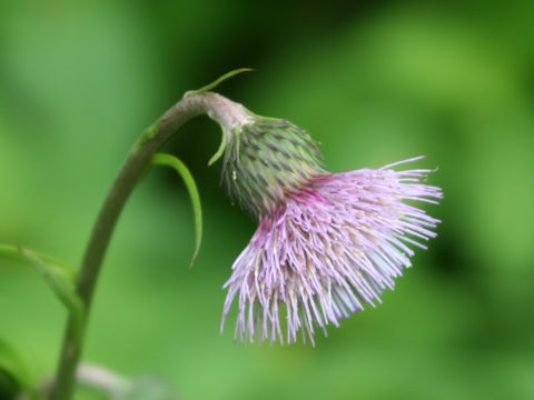 Cirsium sieboldii