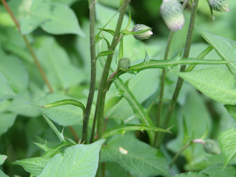 Cirsium sieboldii