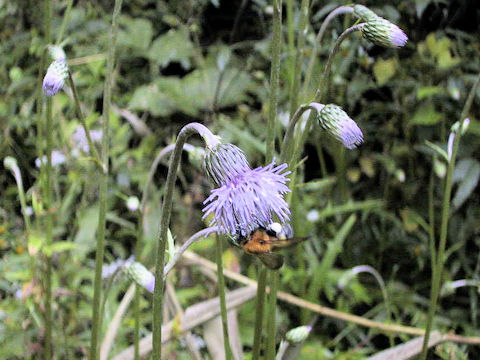 Cirsium sieboldii