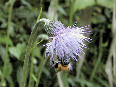 Cirsium sieboldii