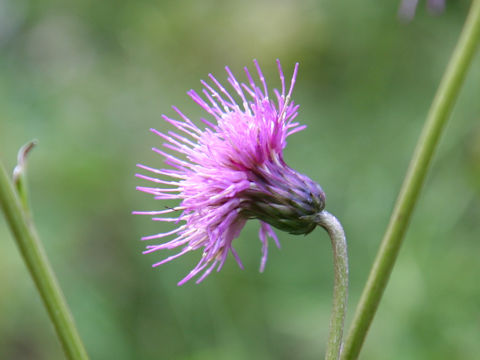 Cirsium sieboldii