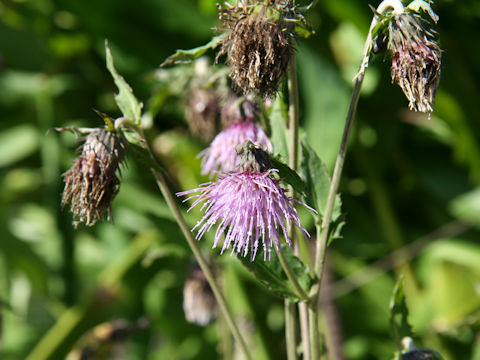 Cirsium sieboldii